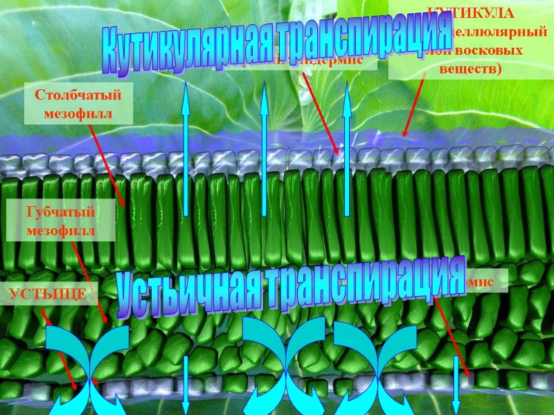 КУТИКУЛА (экстрацеллюлярный слой восковых веществ) Верхний эпидермис Столбчатый мезофилл Нижний эпидермис Губчатый мезофилл УСТЬИЦЕ
